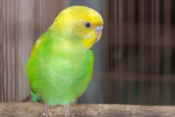 Amarelo Verde Budgerigar — Fotografia de Stock