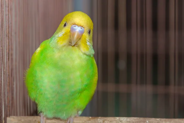 Żółty zielony papużka falista — Zdjęcie stockowe