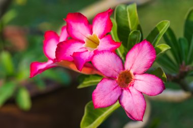 Kırmızı adenium çiçek