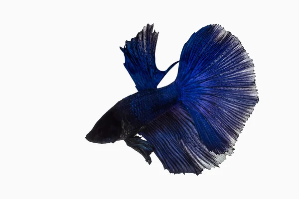 Donker blauwe Betta vis — Stockfoto