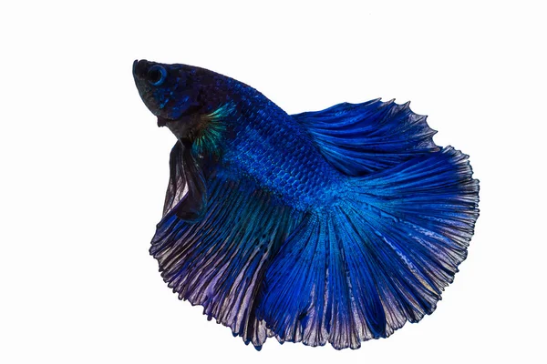 Peixe Betta azul escuro — Fotografia de Stock