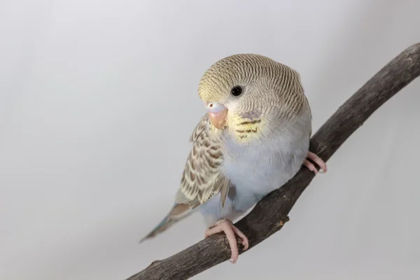 Budgerigar Kecil, Pakareet — Stok Foto