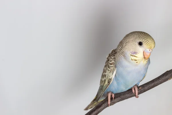 Mały papugi, Pakareet — Zdjęcie stockowe