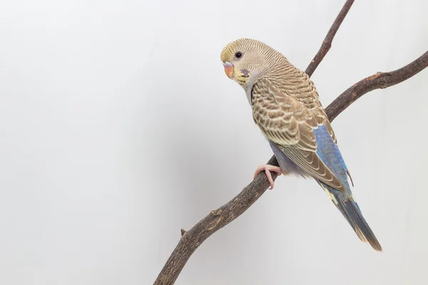 小鳥セキセイインコ インコ — ストック写真