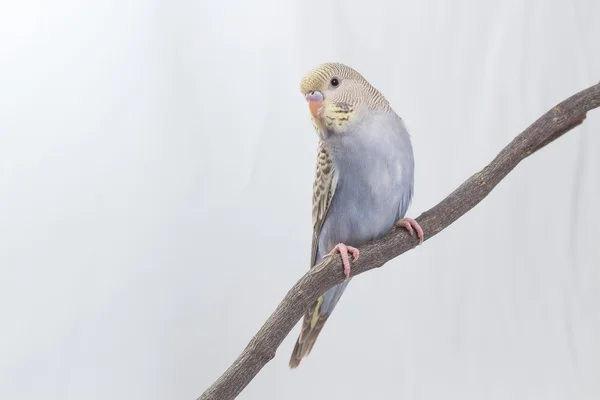 Ptaszek papugi papuga długoogonowa — Zdjęcie stockowe