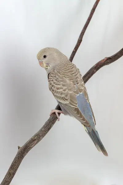 Kleine grasparkiet, Budgie vogel — Stockfoto