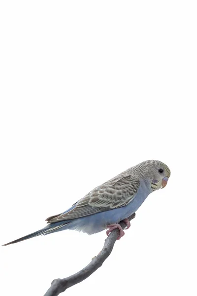 Petit Budgerigar, Budgie Bird — Photo