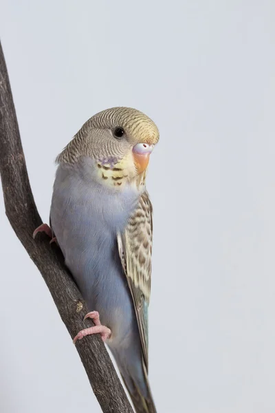 Małe słodkie Papugi faliste — Zdjęcie stockowe