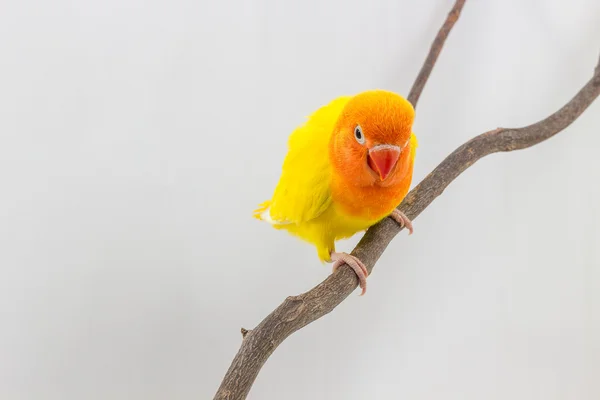 Küçük sarı cennet papağanı piliç — Stok fotoğraf