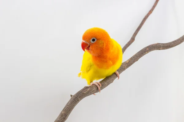 Malé žluté Lovebird mládě — Stock fotografie