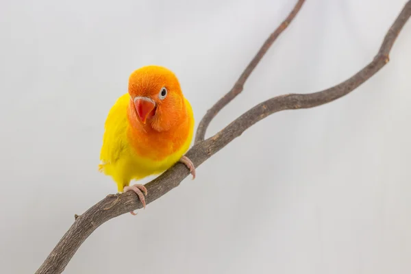 Pintainho amarelo pequeno Lovebird — Fotografia de Stock