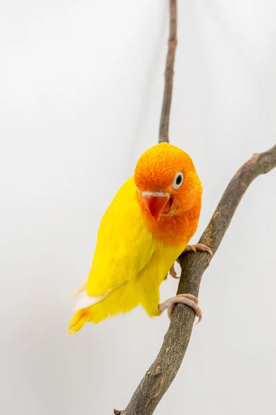 Маленький жовтий невеликий папуга Чик — стокове фото