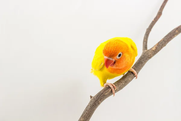 Маленький жовтий невеликий папуга Чик — стокове фото