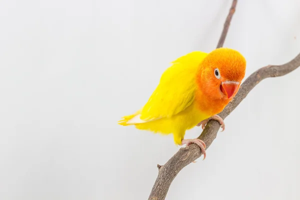 Pintainho amarelo pequeno Lovebird — Fotografia de Stock