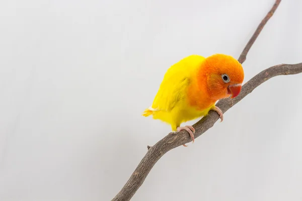 Gadis Lovebird Kuning Kecil — Stok Foto