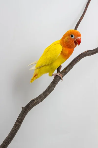 Lilla gula dvärgpapegoja Chick — Stockfoto