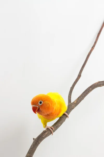 Pintainho amarelo pequeno Lovebird — Fotografia de Stock