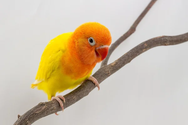 Piccolo giallo bello uccello pollastrella — Foto Stock