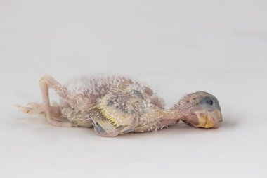 Ölü bebek muhabbet kuşu