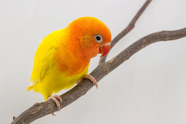 Piccolo giallo bello uccello pollastrella — Foto Stock