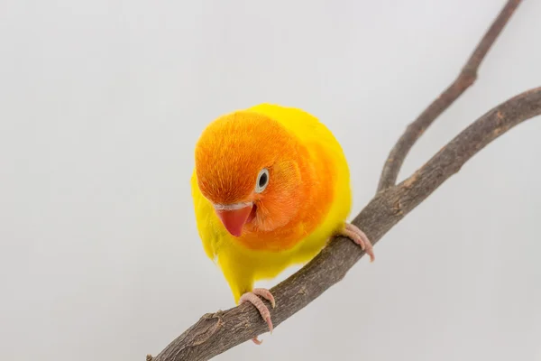 Pintainho amarelo pequeno Lovebird — Fotografia de Stock