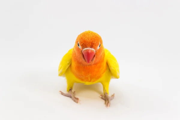 Dvojitá žlutá Lovebird — Stock fotografie