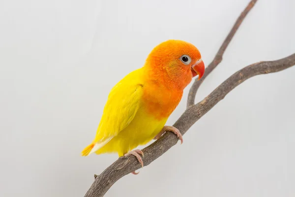 Pintainho amarelo pequeno Lovebird — Fotografia de Stock