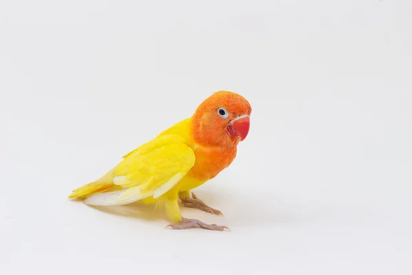 Dobbelt gul lovebird - Stock-foto