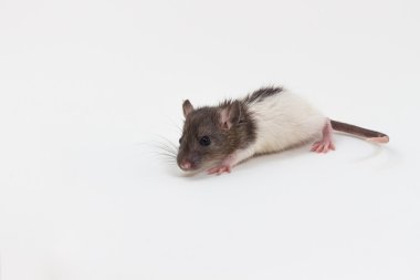 Brattleboro fare, kobay