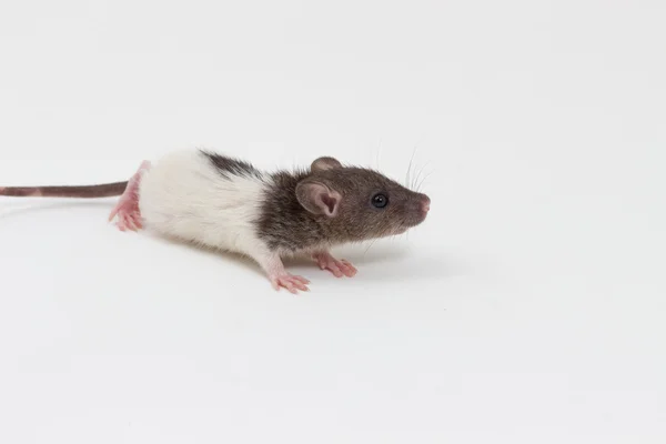 Rato Brattleboro, Rato de Laboratório — Fotografia de Stock