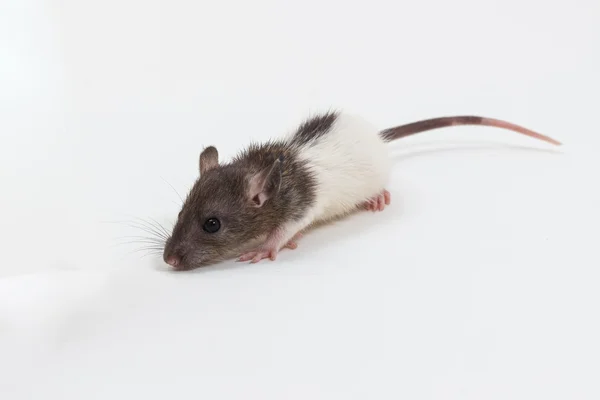 Brattleboro rat , Lab Rat — Stock Photo, Image