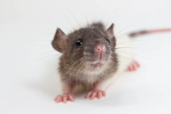 Rato Brattleboro, Rato de Laboratório — Fotografia de Stock