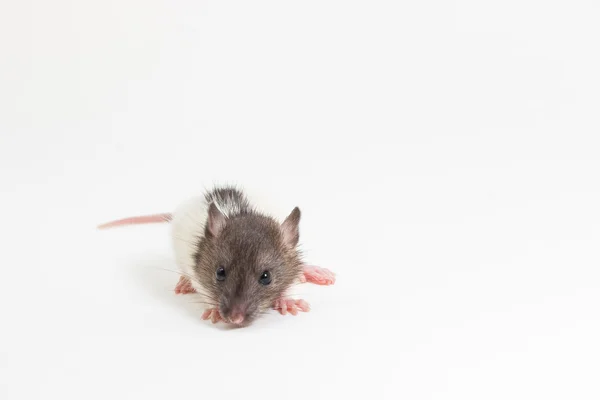 Brattleboro rat , Lab Rat — Stock Photo, Image