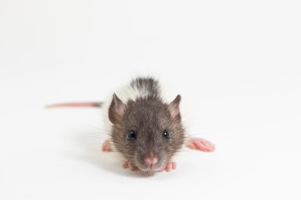 Крыса Братттлборо, лабораторная крыса — стоковое фото