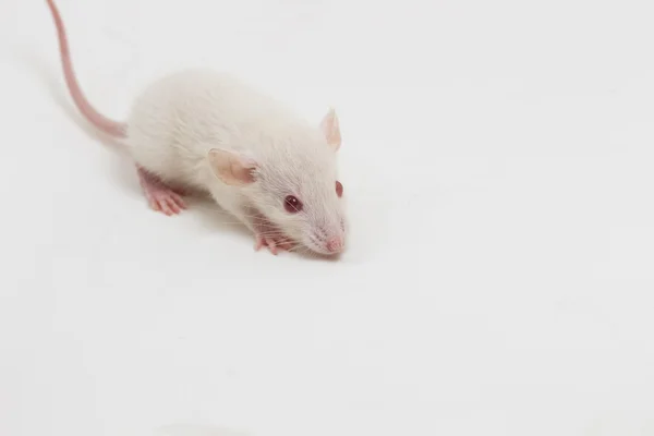 White Lab Rat — Stock Photo, Image
