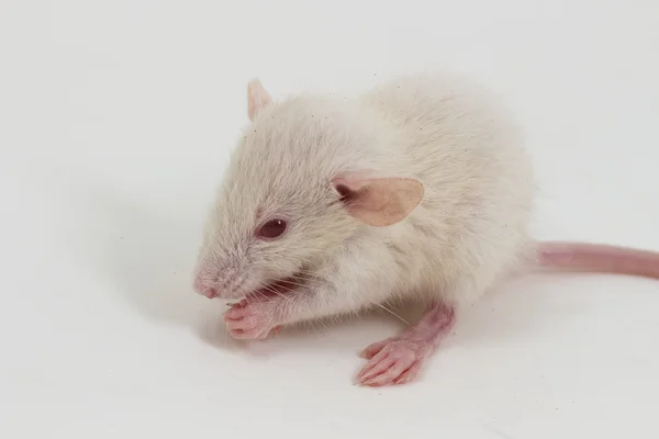 Rato de laboratório branco — Fotografia de Stock