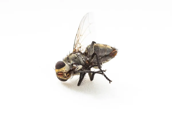 Dirty Dead Fly isolare — Foto Stock