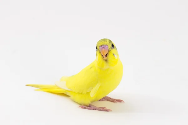 Gele budgie, Budgarigar vogel — Stockfoto