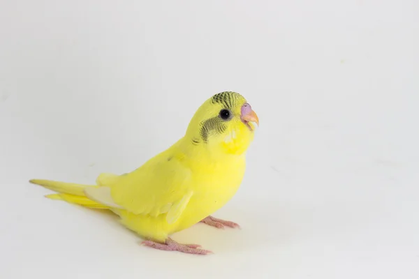 Żółty budgie, ptak Budgarigar — Zdjęcie stockowe