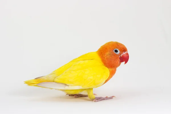Çift sarı cennet papağanı — Stok fotoğraf