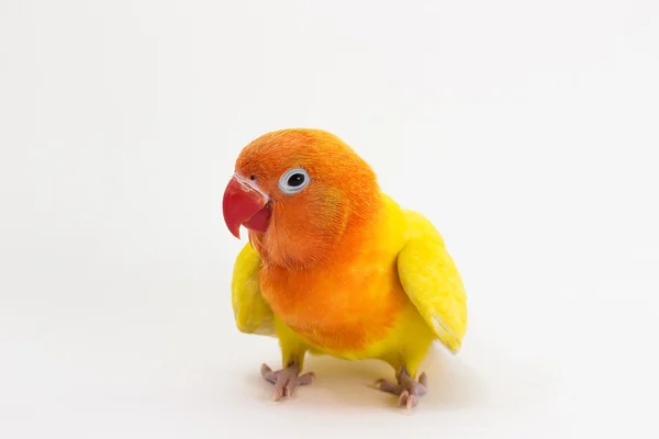 Dvojitá žlutá Lovebird — Stock fotografie