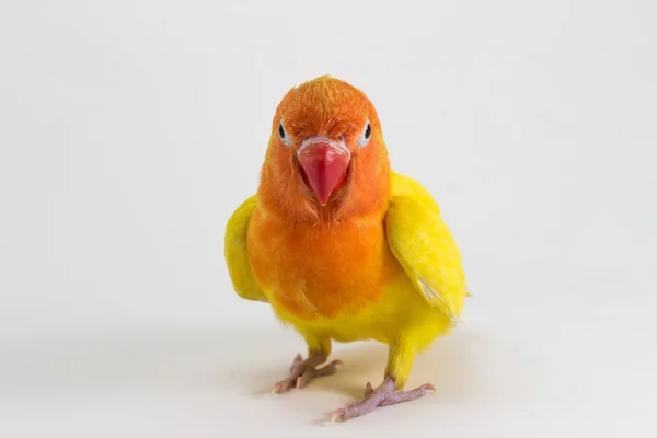 Double Yellow Lovebird Белом Фоне — стоковое фото