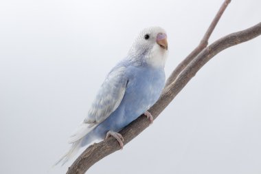 Küçük şirin muhabbet kuşu, muhabbet kuşu, kuş