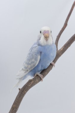 Küçük şirin muhabbet kuşu, muhabbet kuşu, kuş