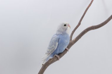 Küçük şirin muhabbet kuşu, muhabbet kuşu, kuş