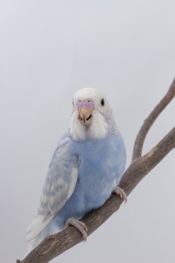 Küçük şirin muhabbet kuşu, muhabbet kuşu, kuş