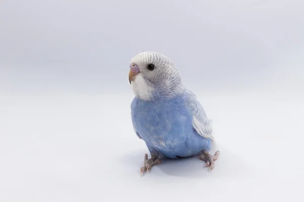 Little Cute Budgerigar, Budgie, Bird — Stock Photo, Image