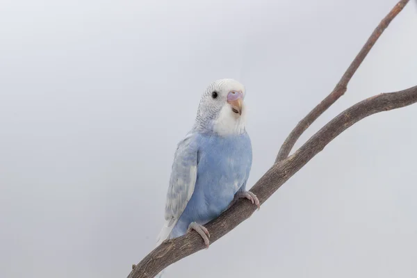 Budgerigar lindo, periquito, pájaro —  Fotos de Stock