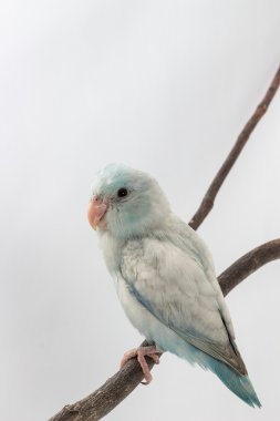 Pastel mavi Forpus kuş