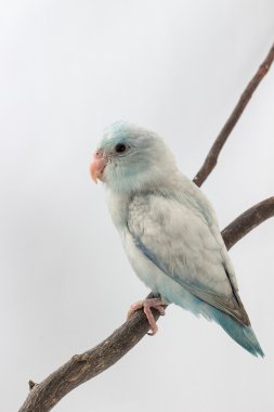 Pastel mavi Forpus kuş